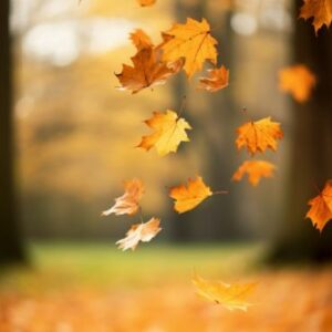 🍂 Collection Automne 🍂